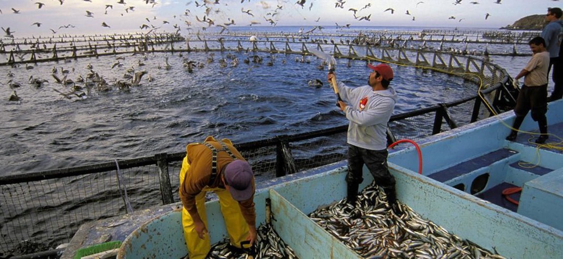 Fish and shrimp ponds