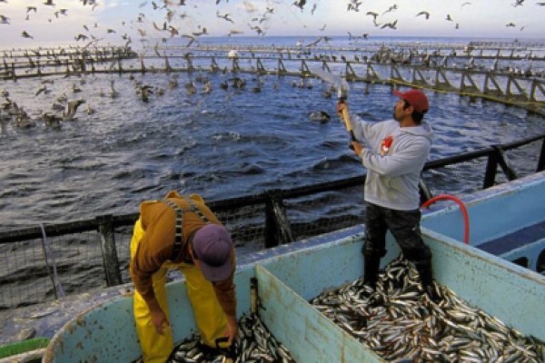 Fish and shrimp ponds